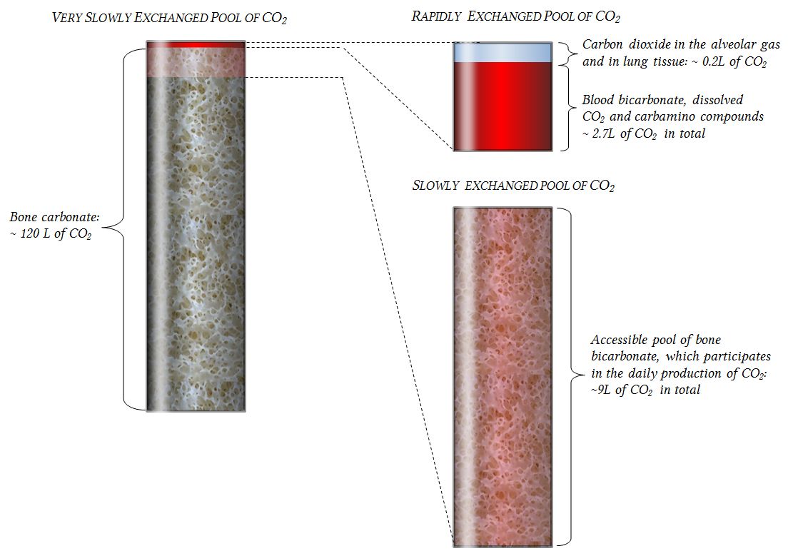 Whole body CO2 stores