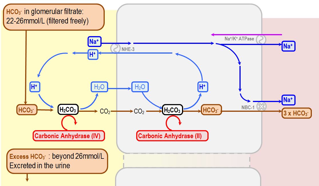 bicarbonate excretion in the proximal tubule