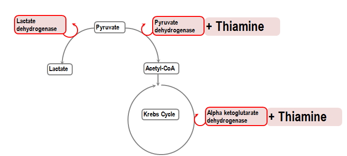 diagram of lactic acidosis in thiamine deficiency
