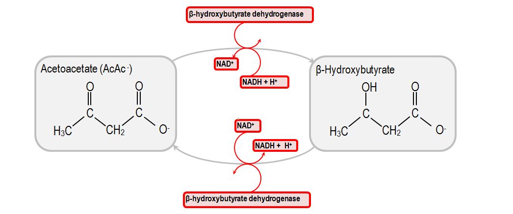 B-Hydroxybutyrate and Ketosis Overview