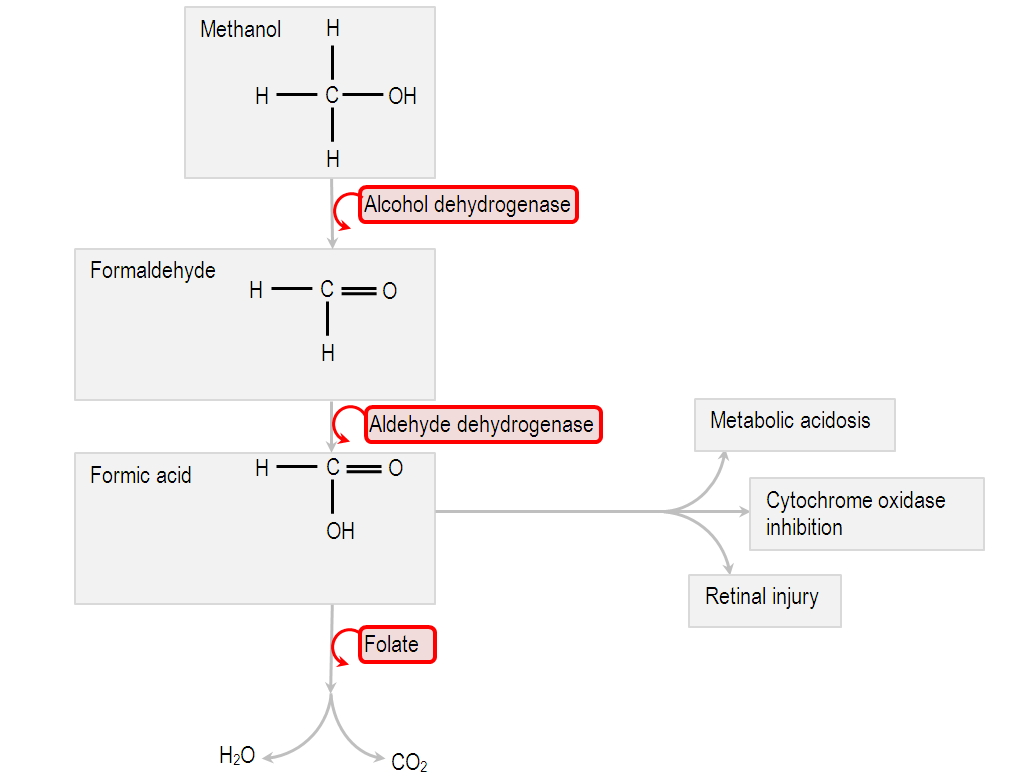 metabolism of methanol
