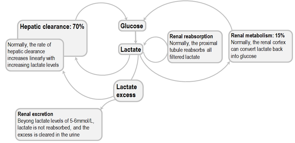 normal clearance of lactate