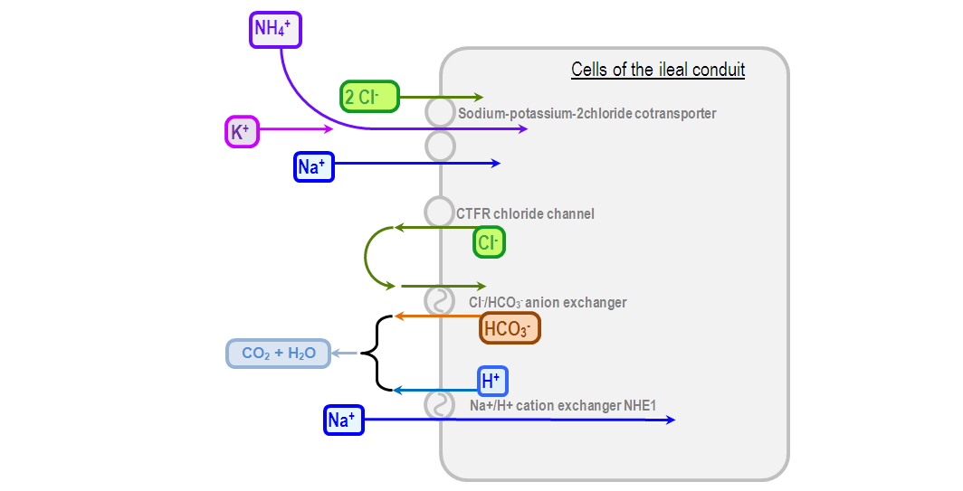 ureteric diversion as a cause of metabolic acidosis
