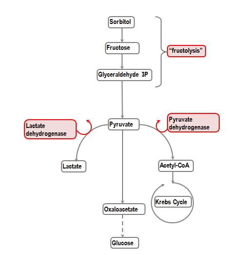 xylitol sorbitol and fructose toxicity