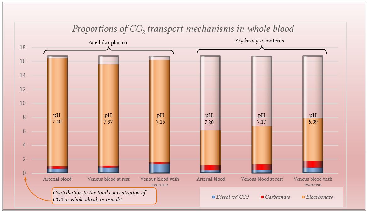 Diagrams of CO2 transport mechanisms in whole blood