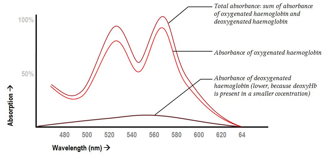 Absorption spectra of the total haemoblbin concentration