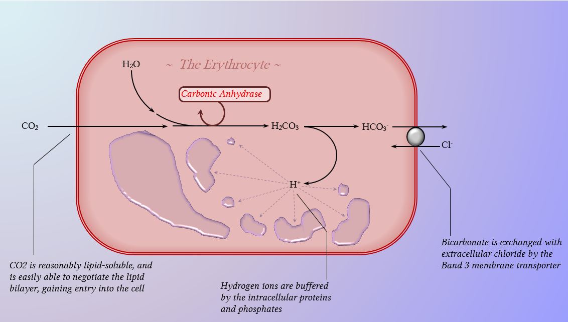 buffering of CO2 acidosis by erythrocyte intracellular systems