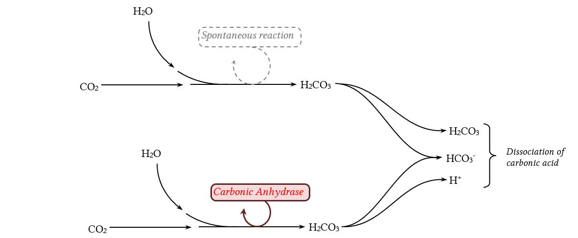 conversion of CO2 and H2O into carbonic acid