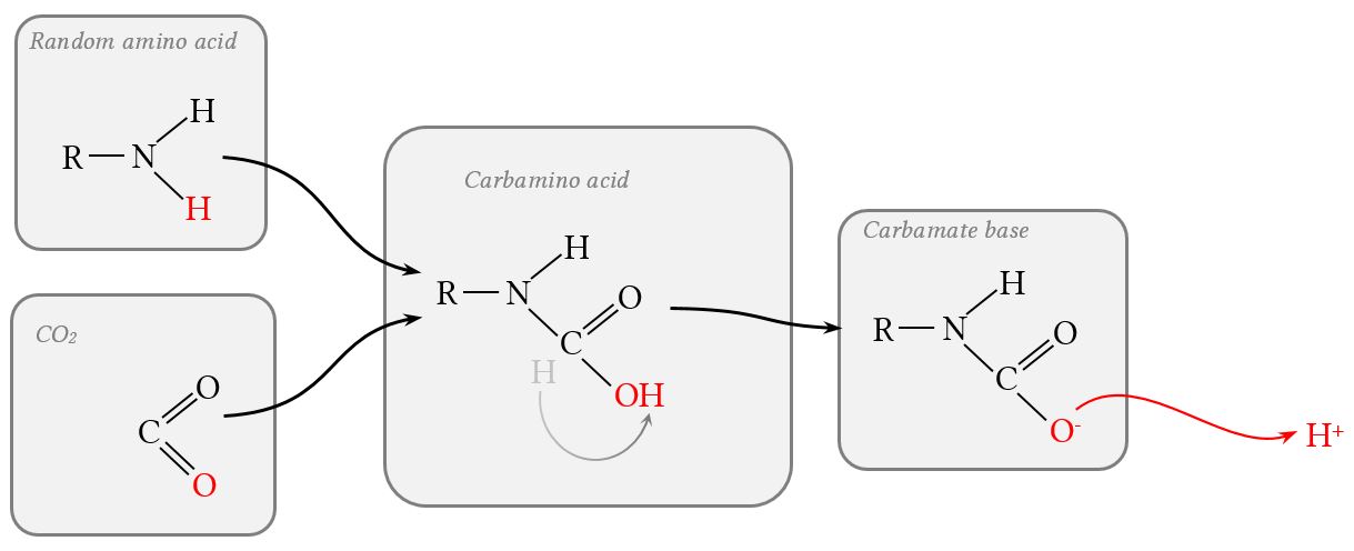 formation and dissociation of carbamate compounds
