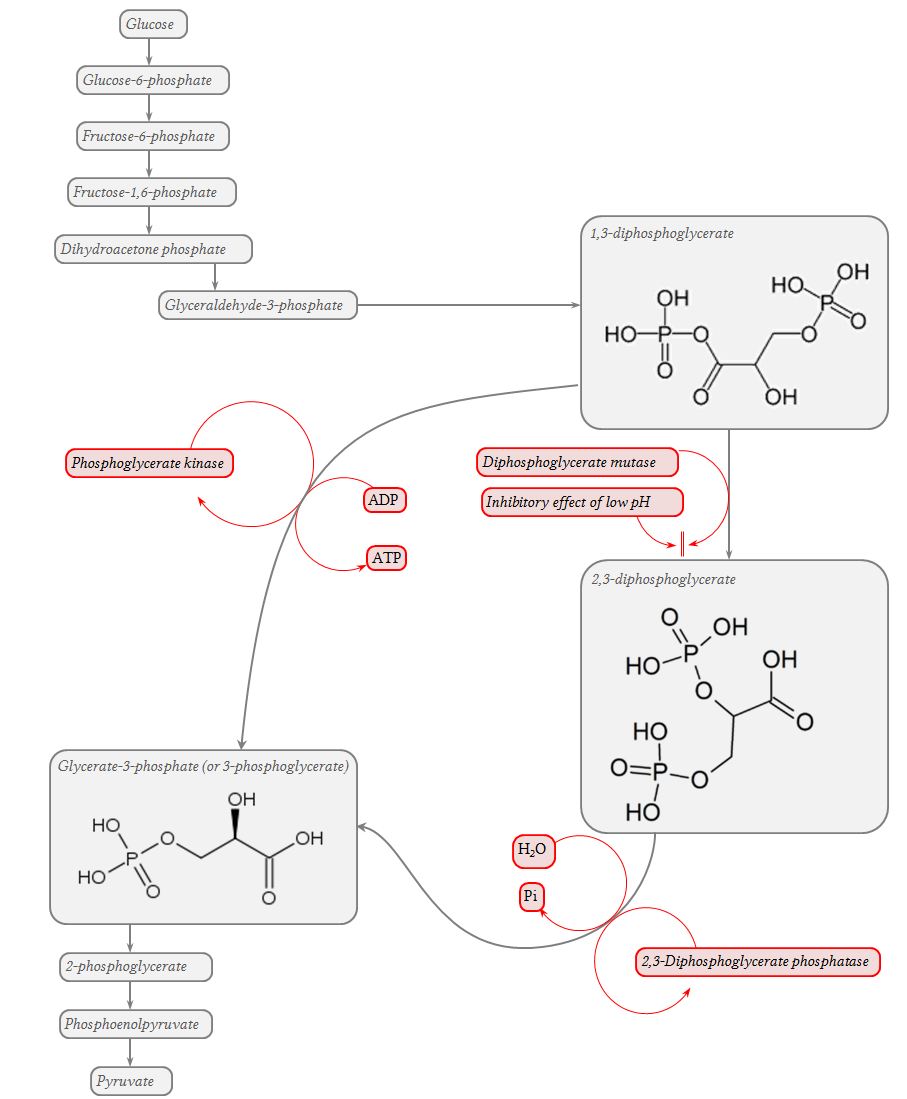 involvement of 2,3-DPG in the pathway of glycolysis