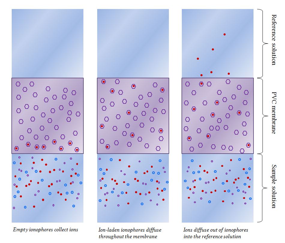 ion transport in an ionophore-doped membrane