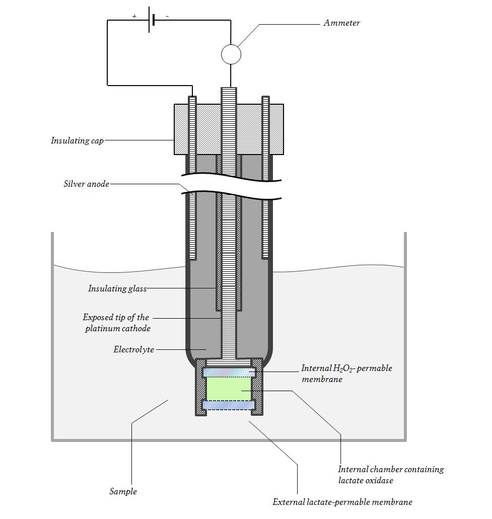 a diagram of the lactate electrode