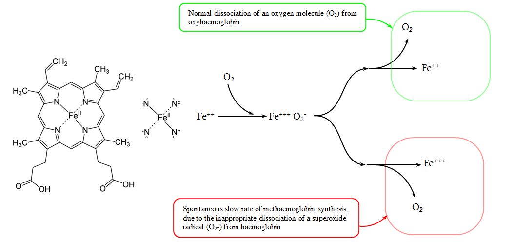 Normal mechanism of slow metheamoglobin synthesis