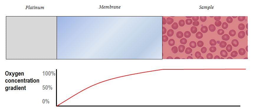oxygen diffusion through the membrane of the clark electrode