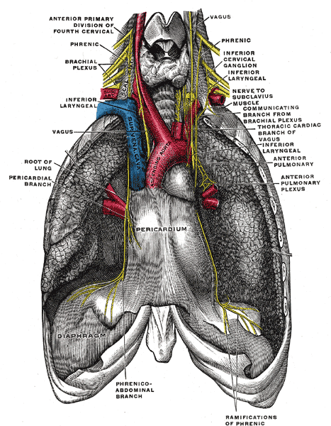 Course of the phrenic nerve