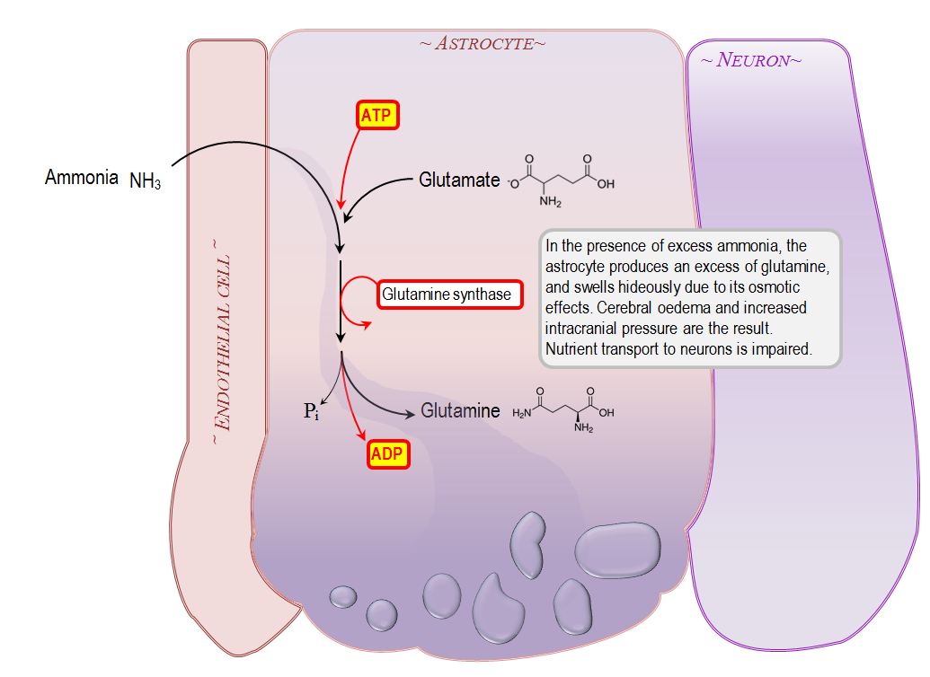 mechanism of increased intracranial pressure in hepatic encephalopathy