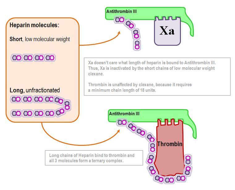 effect of heparin polymer length on Xa and thrombin binding