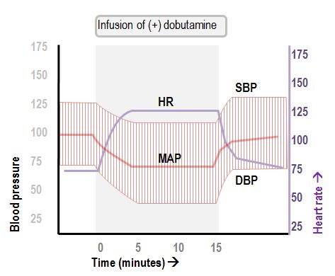 hemodynamic effects of the infusion of+dobutamine