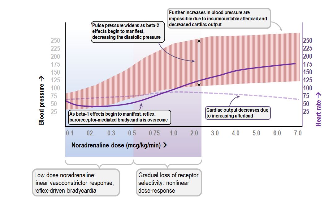 hemodynamic response to increasing rates of noradrenaline infusion