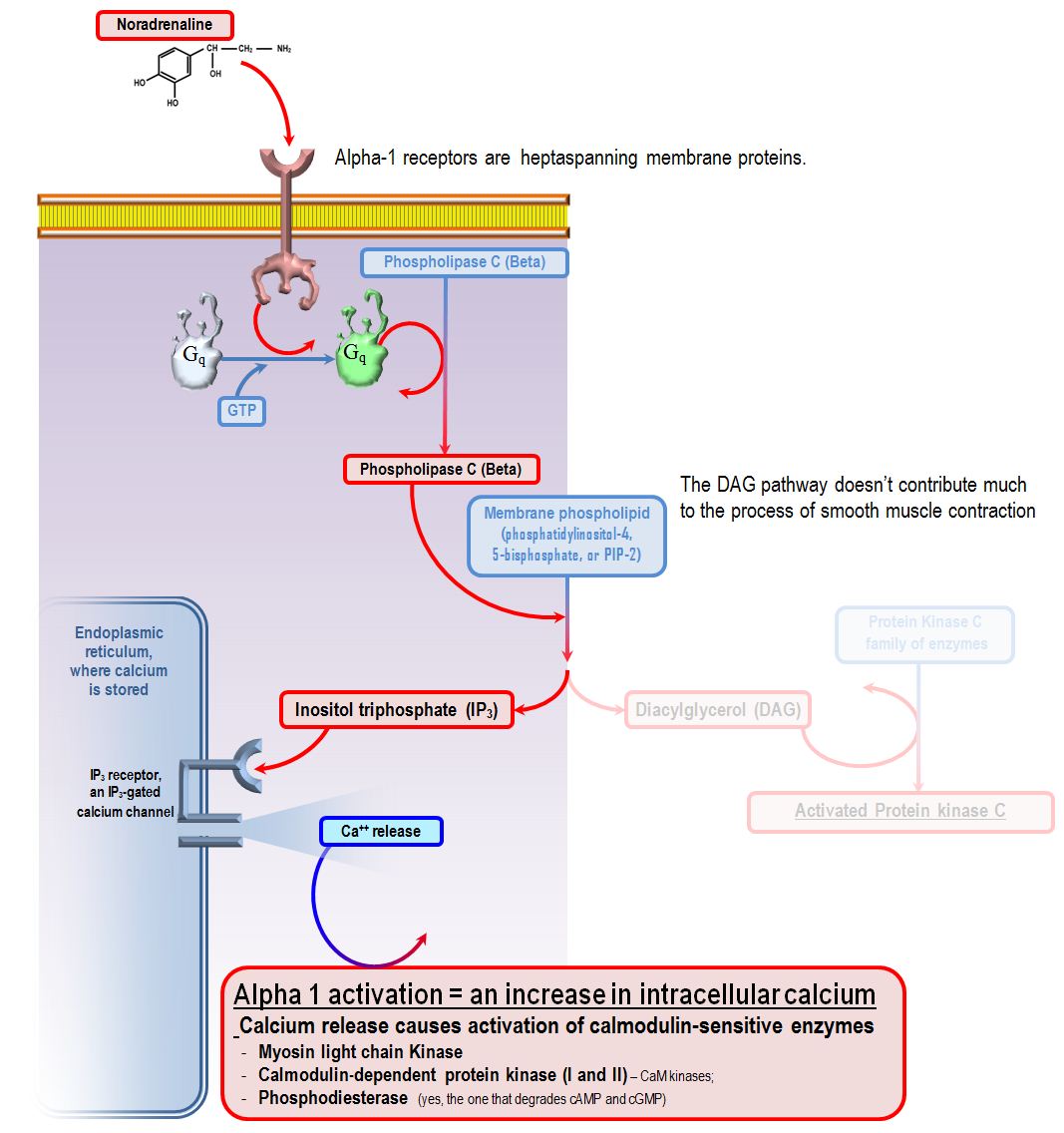intracellular signalling pathway of noradrenaline