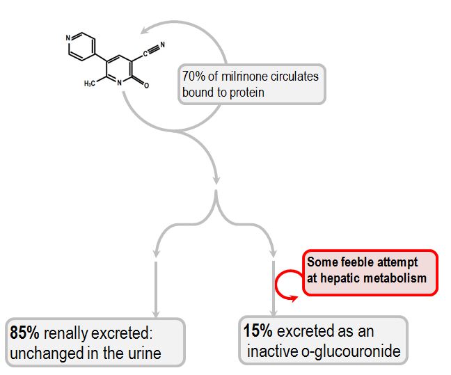 metabolism of milrinone