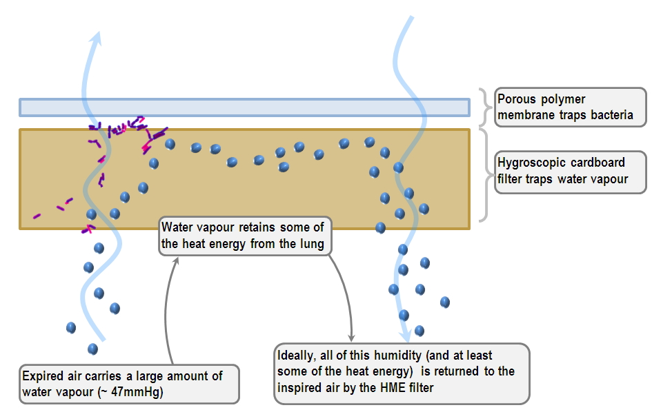 function of the heat and moisture exchanger