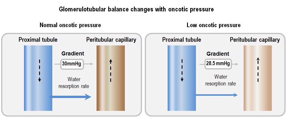glomerulotubular balance changes with oncotic pressure