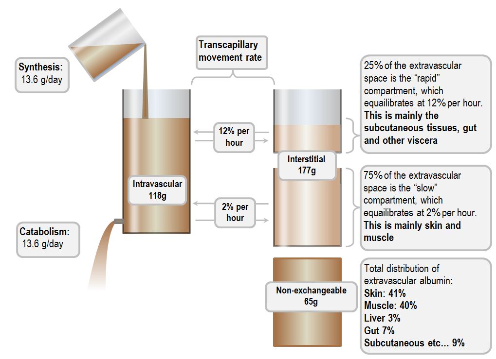 The multi-compartment disposition of albumin