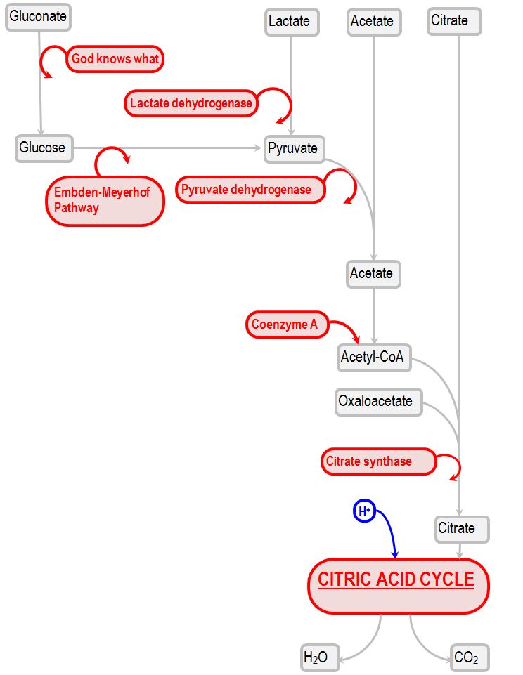 metabolic fate of infused bicarbonate precursors