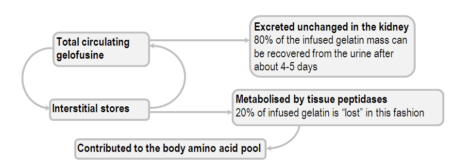 metabolic fate of infused gelofusine.jpg