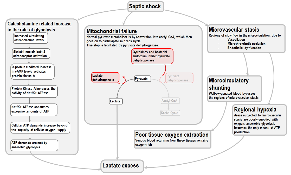 flowchart of lactic acidosis in sepsis