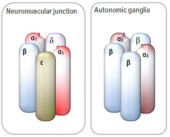 nicotinic receptor structure