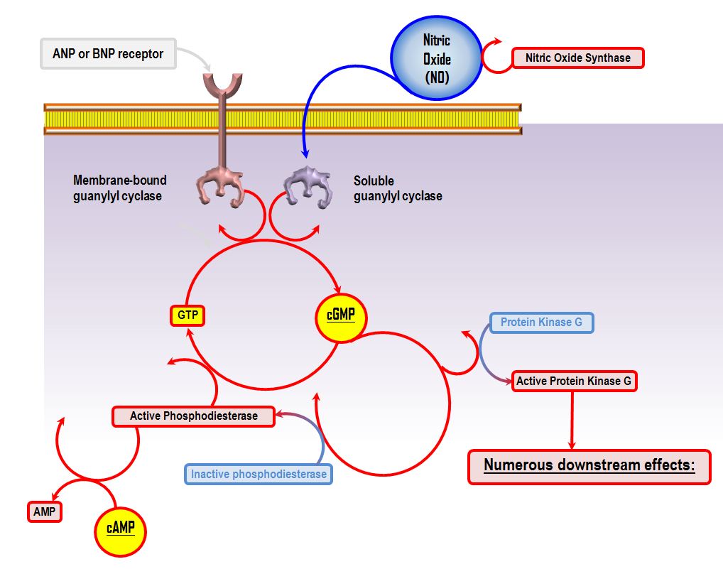 Cyclic GMP pathway