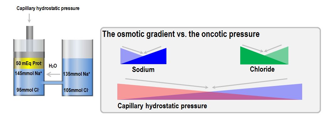 Gibbs-Donnan osmotic gradient vs oncotic pressure