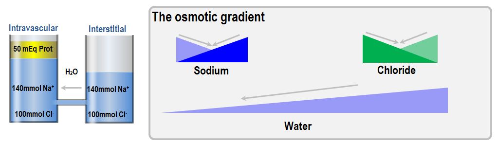 Gibbs-Donnan osmotic gradient