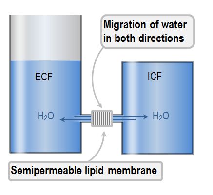 The Intracellular Fluid Compartment