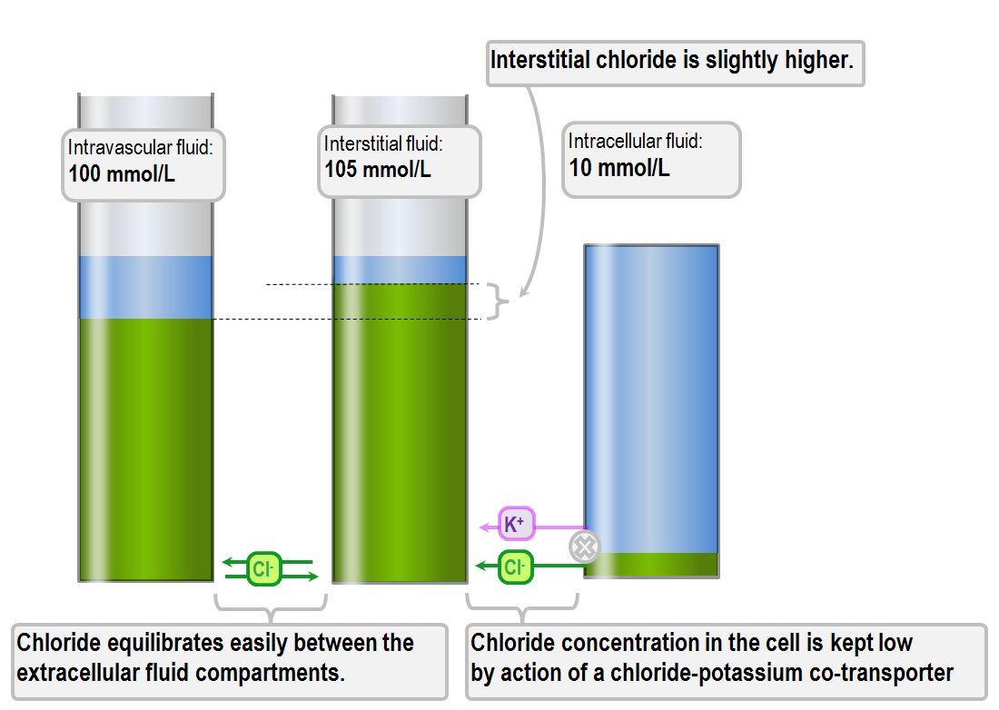 Distribution Of Anions In Body Fluid Compartments Deranged Physiology