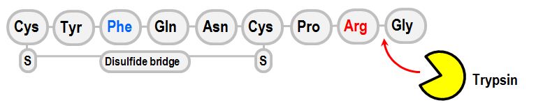 metabolism of vasopressin
