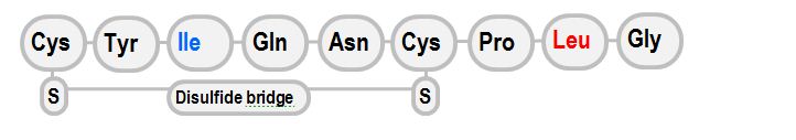 oxytocin molecule