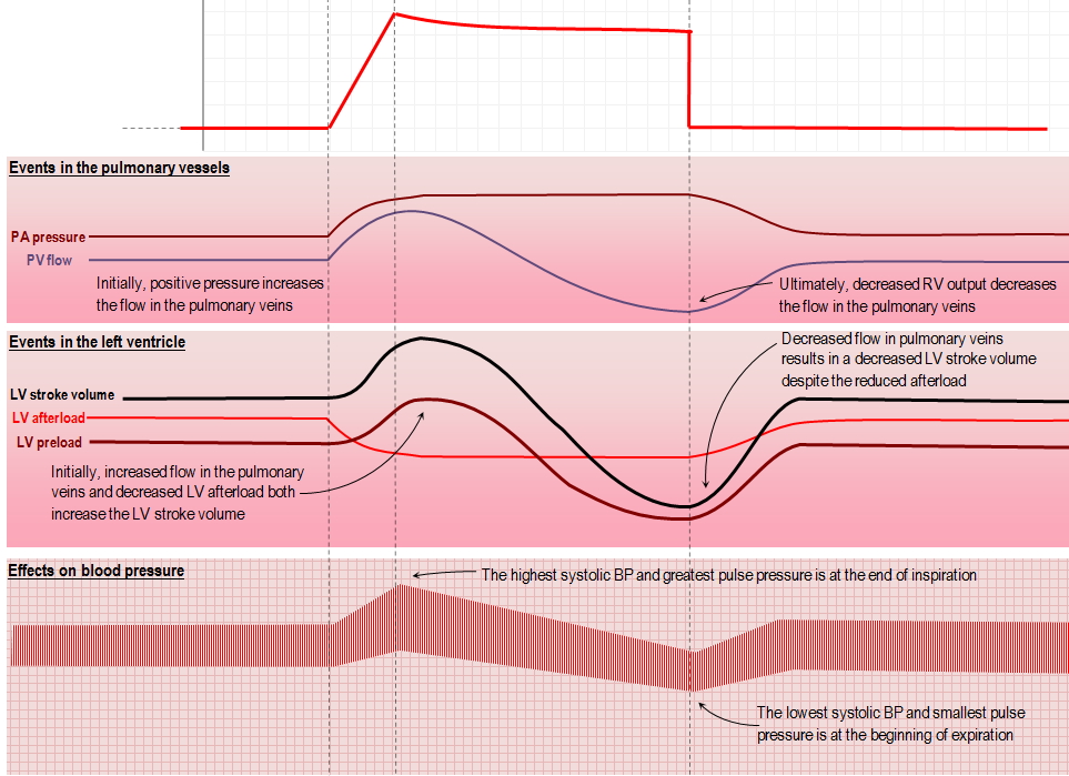 Hemodynamic response to a mechnical breath in the pulmonary circulation and the left heart