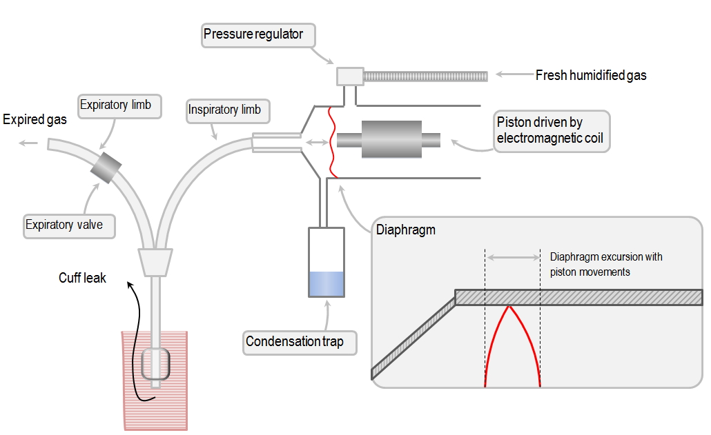 anatomy of the high frequency oscillator