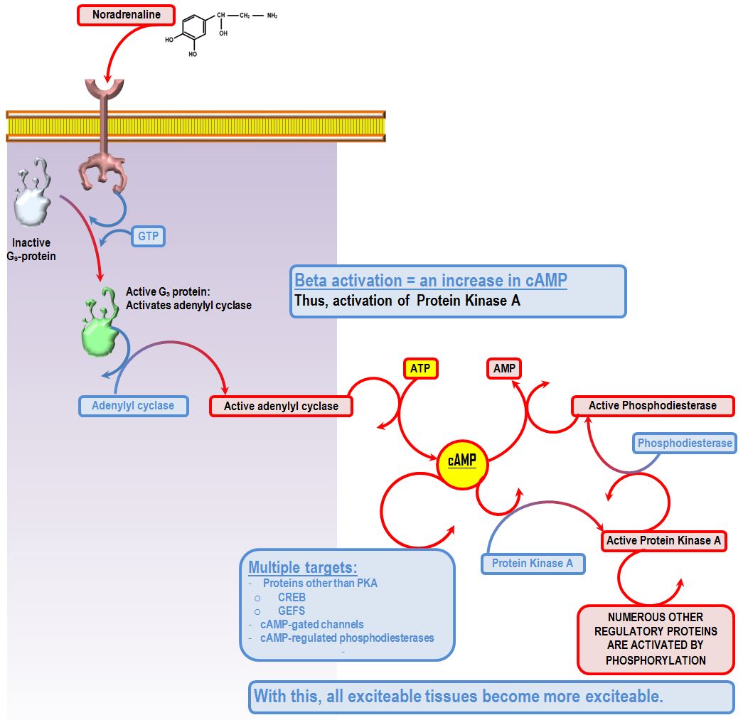 beta intracellular signalling pathway