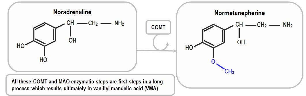 metabolism by COMT