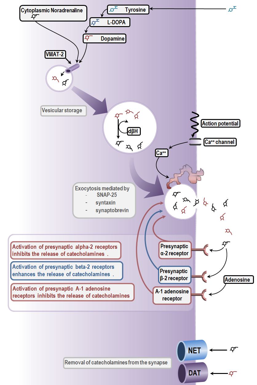 synthesis storage release and reuptake of catecholamines