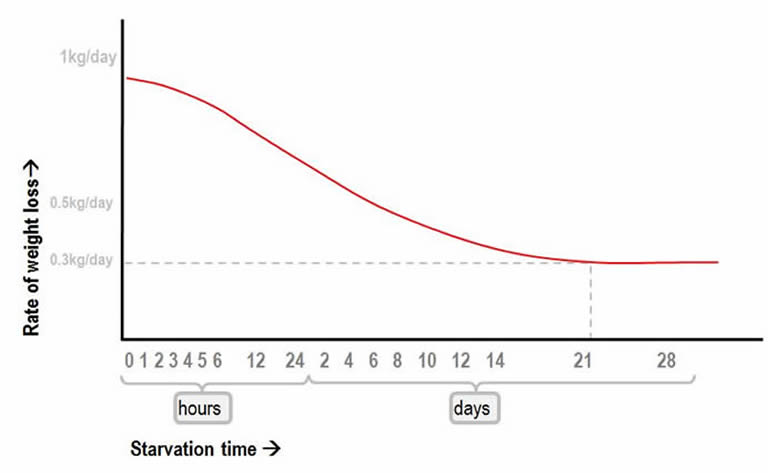 Rate of weight loss with starvation