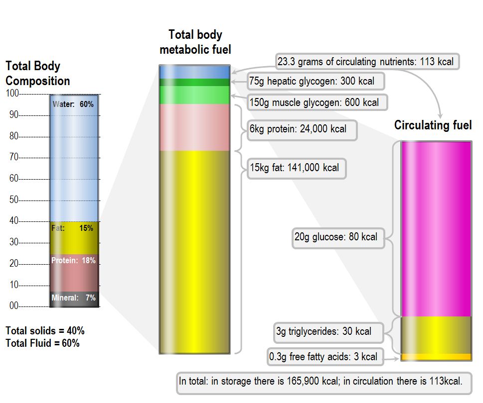 The total metabolic fuel stores in a normal human body