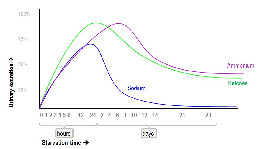 changes in the rate of urinary electrolyte loss during starvation