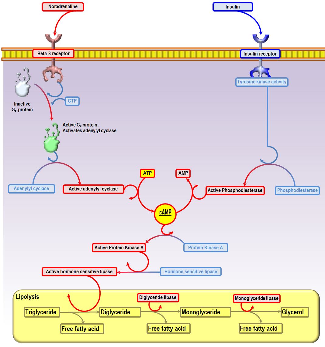 second messenger systems involved in activation of hormone-sensitive lipase