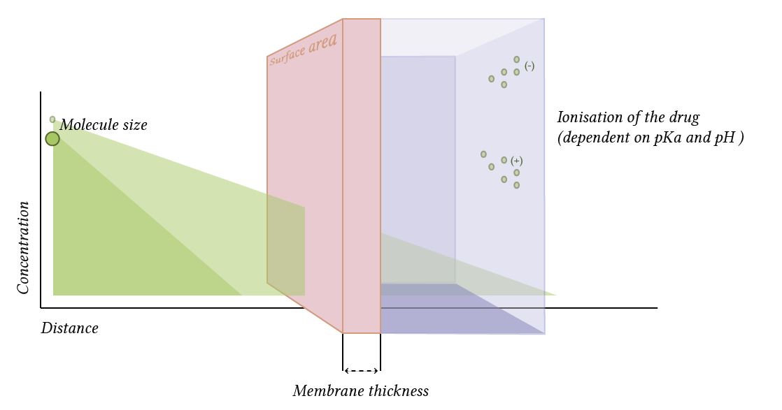 factors which influence drug diffusion