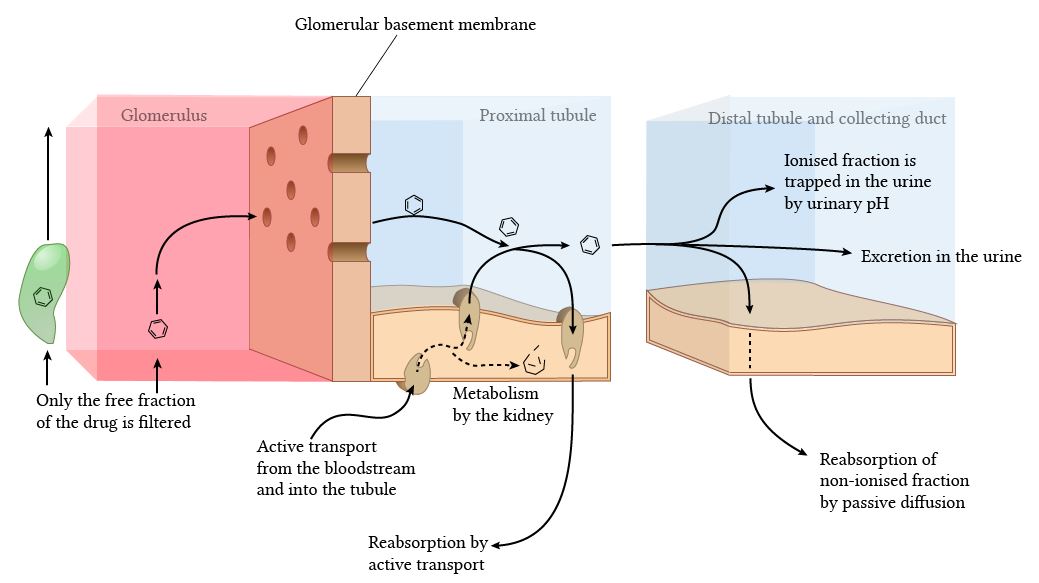 diagram of renal clearance mechanisms